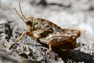 2019-07-23-Zweipunkt-Dornschrecke (Tetrigidae) Tetrix bipunctata xxx-ca. 10mm-an Birkenstamm-Schnaakenmoor-MSC5549.JPG