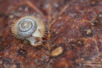 Dafür war es ideal für die Schnecken. Zottige Haarschnecke (Trochulus villosus).