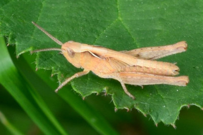 2019-07-01-Larve Schrecke braun xxx-an Brombeere-Neu-Lankau-Kanalwiese-MSC1098.jpg