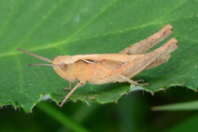 2019-07-01-Larve Schrecke braun xxx-an Brombeere-Neu-Lankau-Kanalwiese-MSC1099.jpg