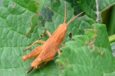 2019-07-09-Larve Heuschrecke rot xxx-an Brombeere-Neu-Lankau-Kanalwiesen-MSC3391.jpg