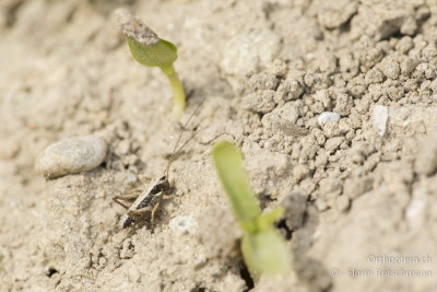 Westliche Beissschrecke (Platycleis albopunctata)