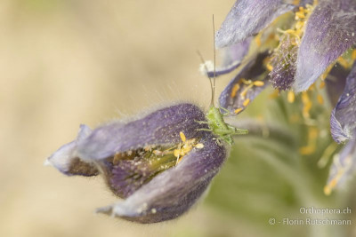 Grünes Heupferd (Tettigonia viridissima)