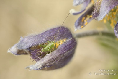 Grünes Heupferd (Tettigonia viridissima)