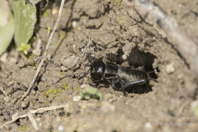 Feldgrille (Gryllus campestris)