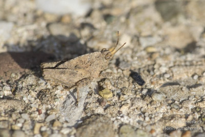 Langfühler-Dornschrecke (Tetrix tenuicornis)