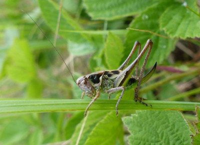 0285-Metrioptera roeselii (Roesels Beisschrecke)-003.JPG