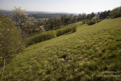 Lebensraum am Acheberg