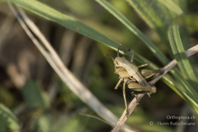 Warzenbeisser (Decticus verrucivorus) mit &quot;abstossenen Hörnern&quot;