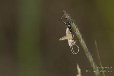 Häutung der Westlichen Beissschrecke (Platycleis albopunctata)