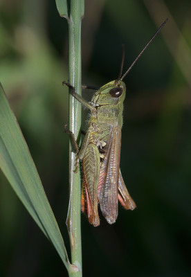 Chorthippus ?