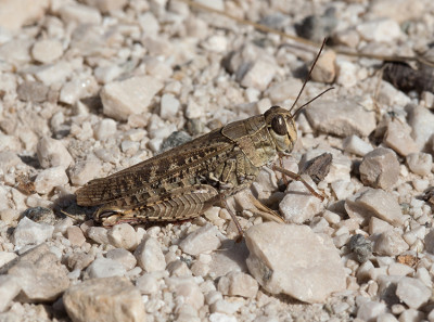 Calliptamus italicus ?