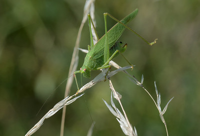 Phaneroptera falcata ?