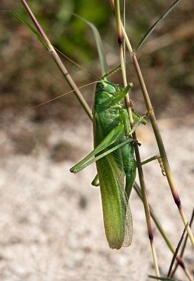 Tettigonia viridissima ?