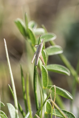 17.04.2020, Laufen BL,  Grosse Goldschrecke, Chrysochraon dispar