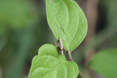 10.05.2020, Flüh, Hofstetter Chöpfli, SO, Gewöhnl. Strauchschrecke, Pholidoptera griseoaptera