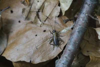 10.05.2020, Flüh, Hofstetter Chöpfli, SO, Waldgrille, Nemobius sylvestris. Ist das ein m oder ein w?