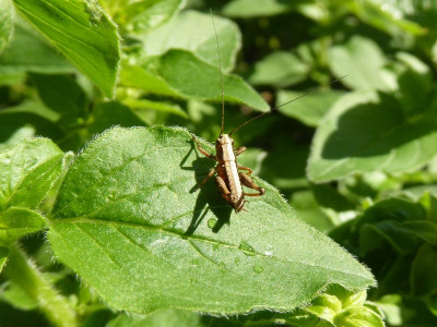 P1070282 (2)_800x600.JPG
