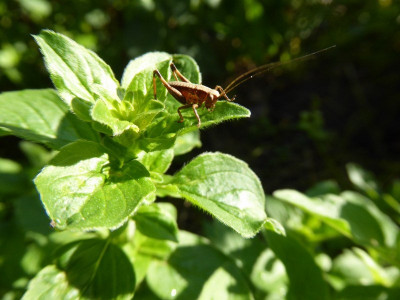 P1070288_800x600.JPG