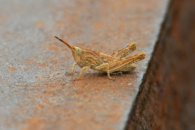 DSC_6424.JPG