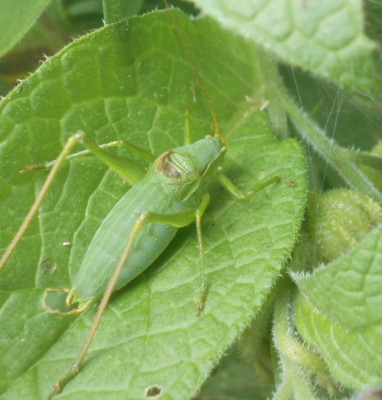 Leptophyesoder 26 5 20.jpg