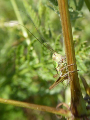 P1070439 (2)_450x600.JPG