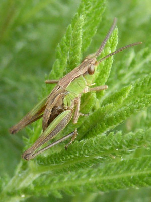 P1070619 (2)_450x600.JPG