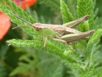 P1070620 (2)_600x450.JPG