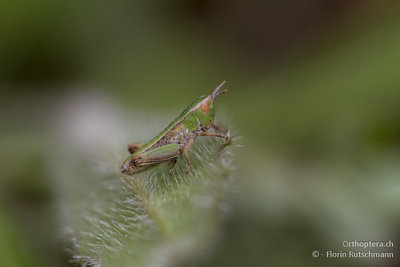 Schon als Knirps erkennbar: Stenobothrus lineatus