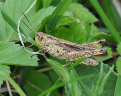 Chorthippus brunneus?