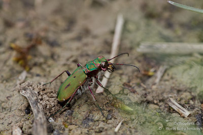 Feld-Sandlaufkäfer (Cicindela campestris) bei der Eiablage