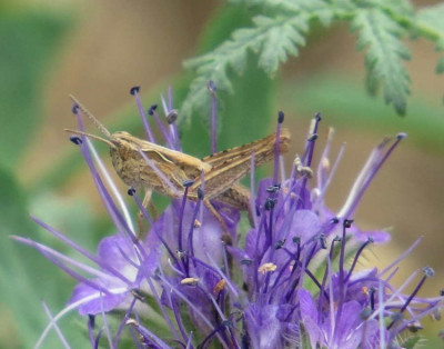 Chorthippus apricarius2.JPG