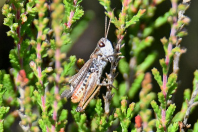 DSC_6470.JPG