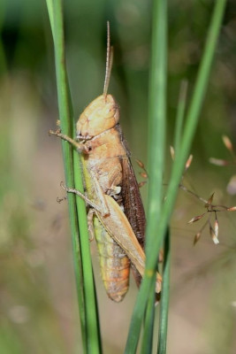 DSC_9115.JPG