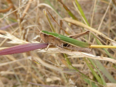 P1080415 (2)_640x480.JPG
