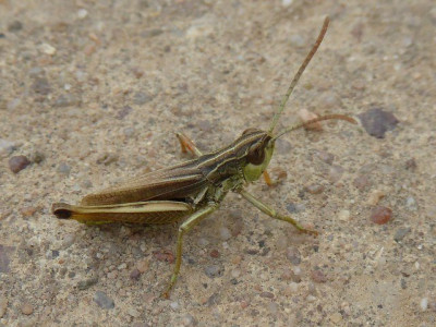 P1080436 (2)_640x480.JPG