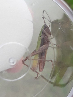 Grashüpfer-Insektenzählung HW (1)-1_360x480.jpg