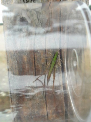 Wiesengrashüpfer-Insektenzählung NABU (15)_360x480.jpg