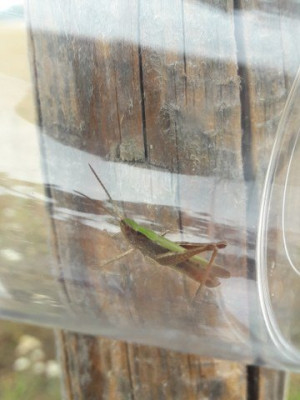 Wiesengrashüpfer-Insektenzählung NABU (17)_360x480.jpg