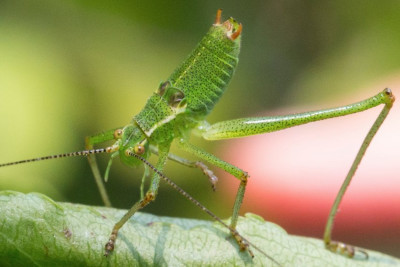 ensifera1.jpg