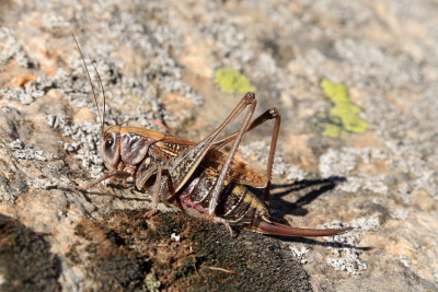 Decticus verrucivorus 200809.jpg