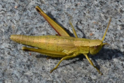 2020-08-18- xxx-Botanischer Garten-HH-QSC0293.JPG