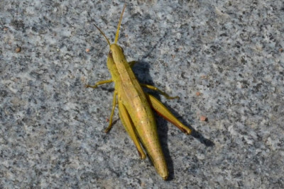2020-08-18- xxx-Botanischer Garten-HH-QSC0295.JPG