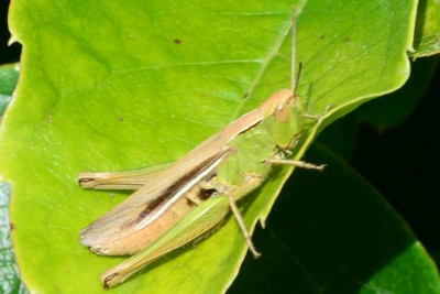 2020-08-18- xxx-Botanischer Garten-HH-QSC0272.JPG