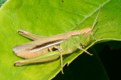 2020-08-18- xxx-Botanischer Garten-HH-QSC0273.JPG