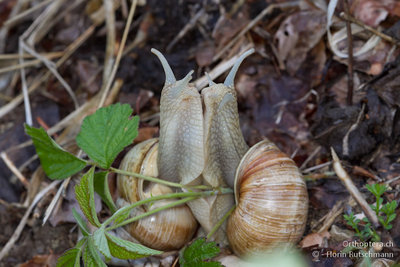 .... die Weinbergschnecken wussten das feuchte Wetter zu nutzen.