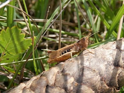 Liggeringen Brauner Grashüpfer.jpg
