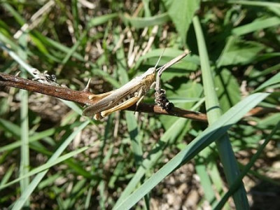 Altbohl blonder Langflügel.jpg