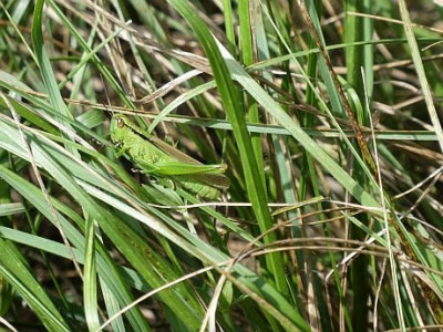 Altbohl Lauchschrecke.jpg