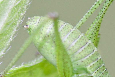 Detail der Punktierten Zartschrecke (Leptophyes punctatissima)-Larve. Die dunkle Basiszeichnung befindet sich im Übergang zwischen ringförmig bei kleinen Larven und Punktförmig bei älteren Larven.